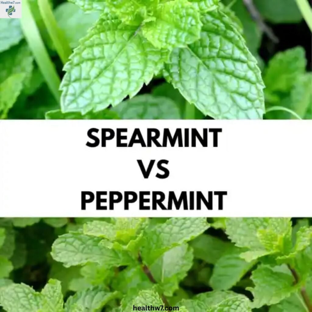 peppermint-vs-mint-vs-spearmint