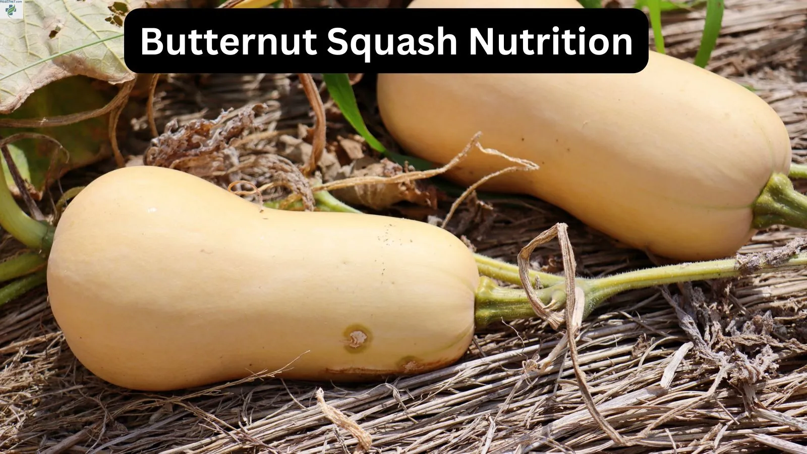 butternut-squash-nutrition