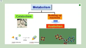 metabolic-type