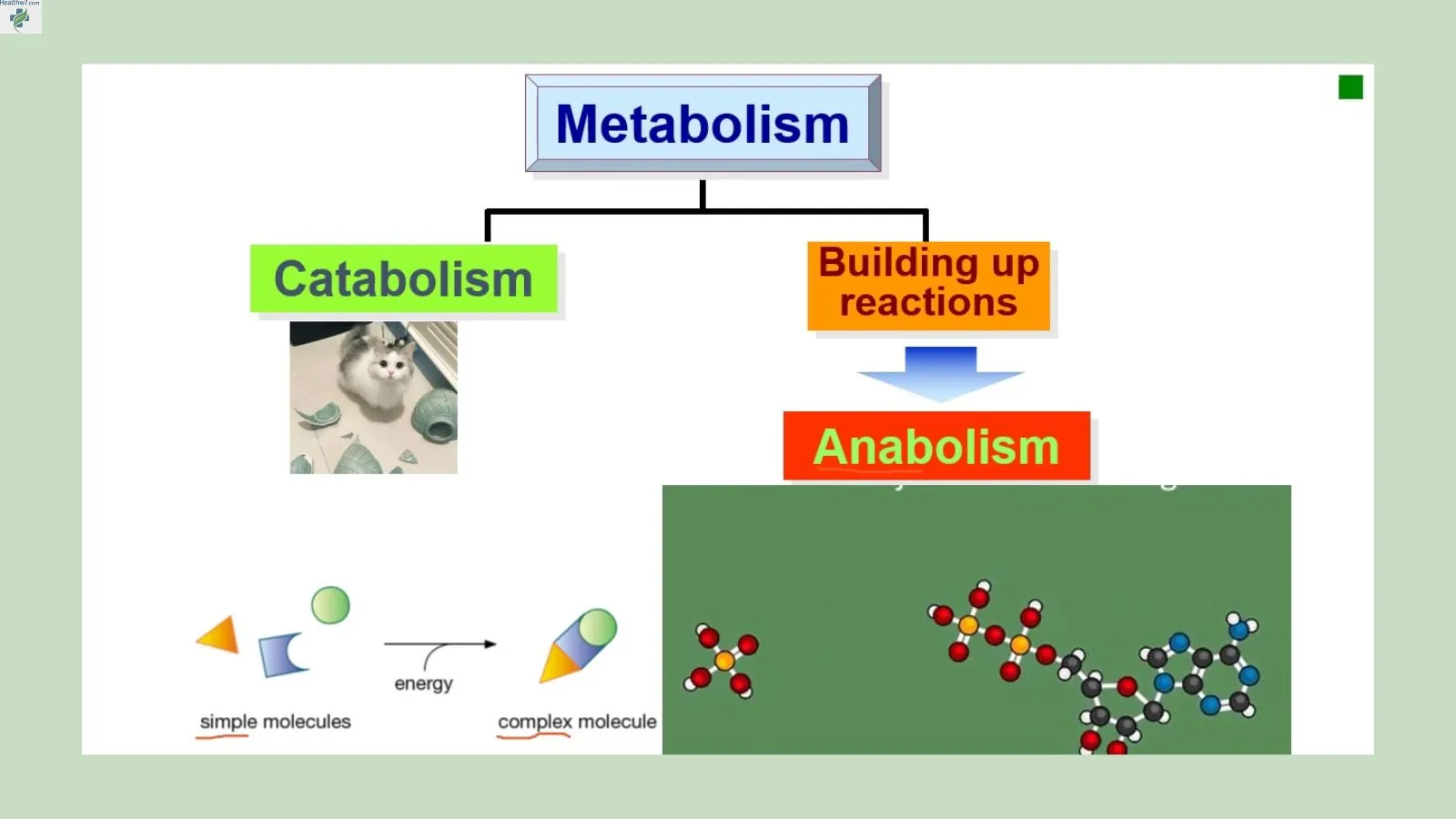 metabolic-type