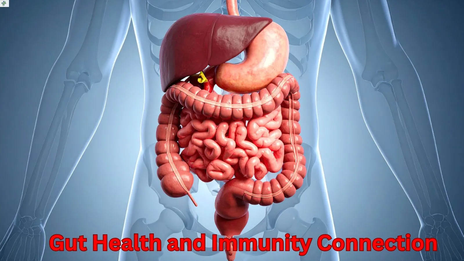 gut-health-and-immunity-connection