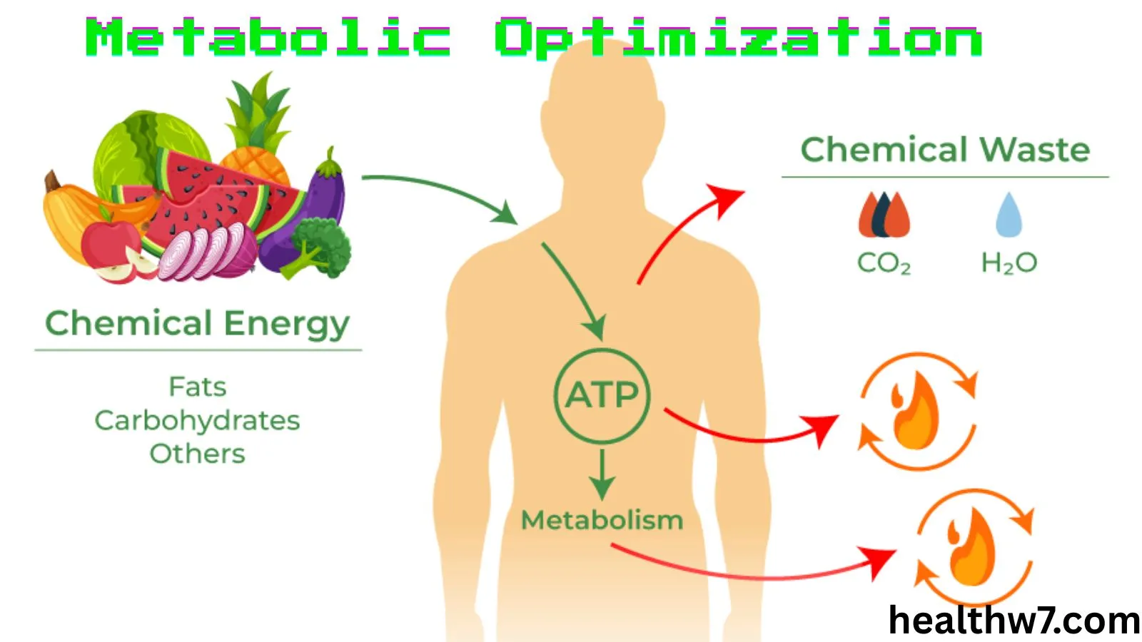 metabolic-optimization